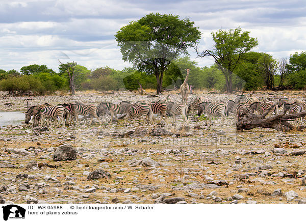herd of plains zebras / WS-05988