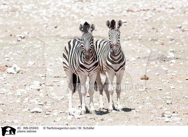 plains zebras / WS-05993