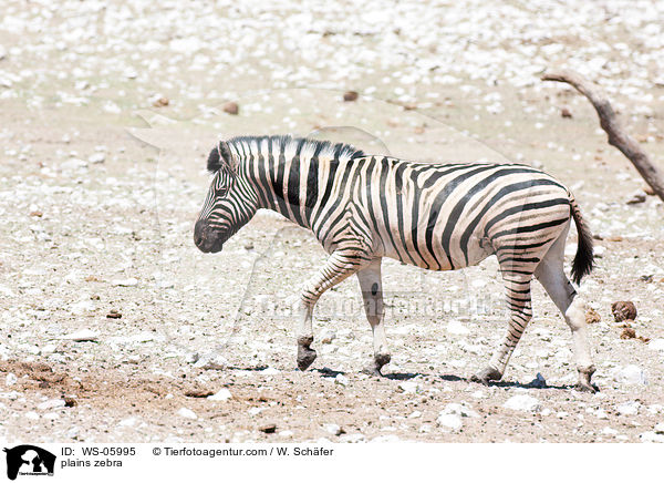 plains zebra / WS-05995