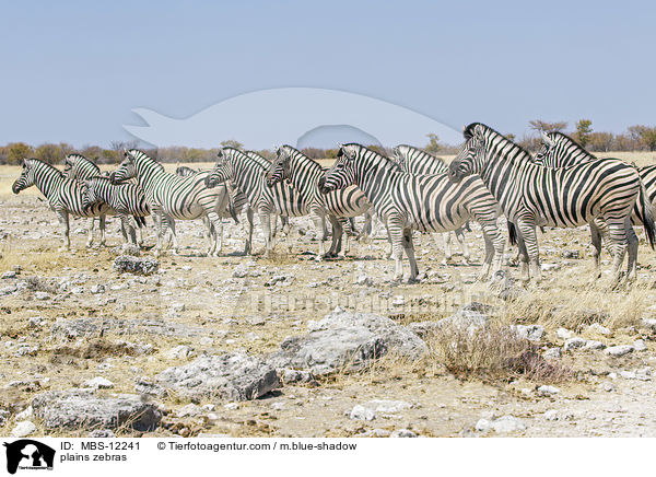plains zebras / MBS-12241
