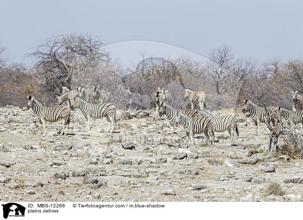 plains zebras / MBS-12266