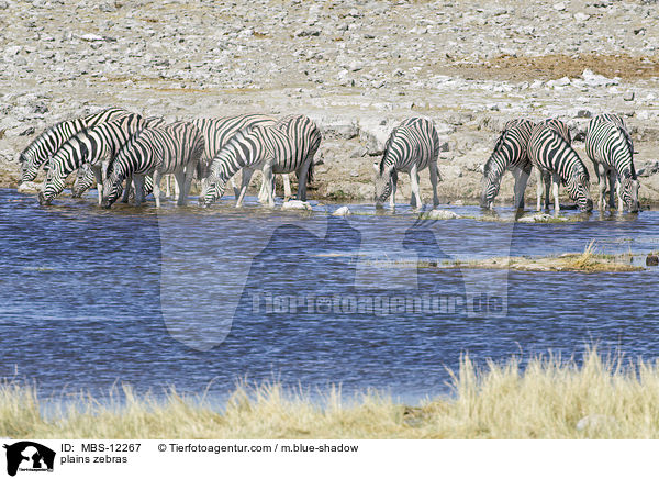 plains zebras / MBS-12267