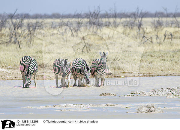 plains zebras / MBS-12268