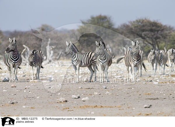 plains zebras / MBS-12275