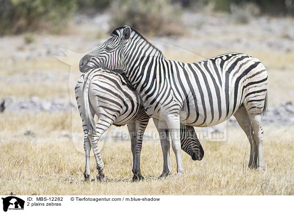 2 plains zebras / MBS-12282