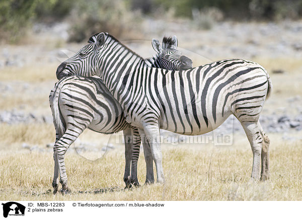 2 plains zebras / MBS-12283
