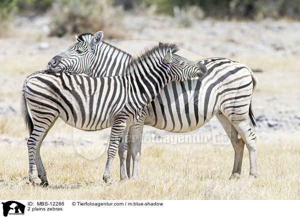 2 plains zebras / MBS-12286