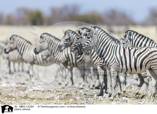 plains zebras / MBS-12294