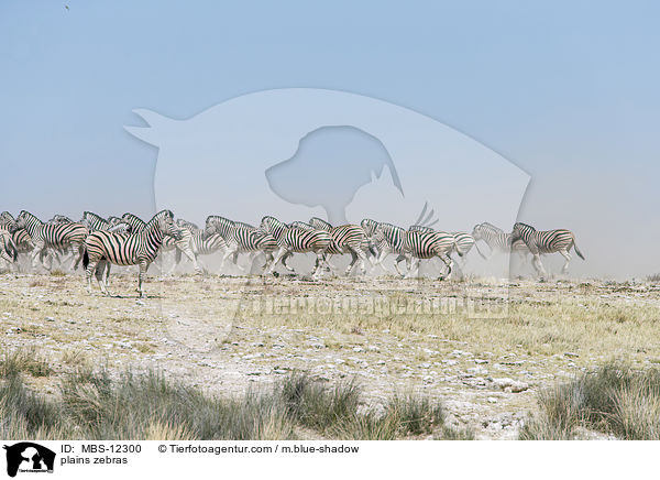plains zebras / MBS-12300