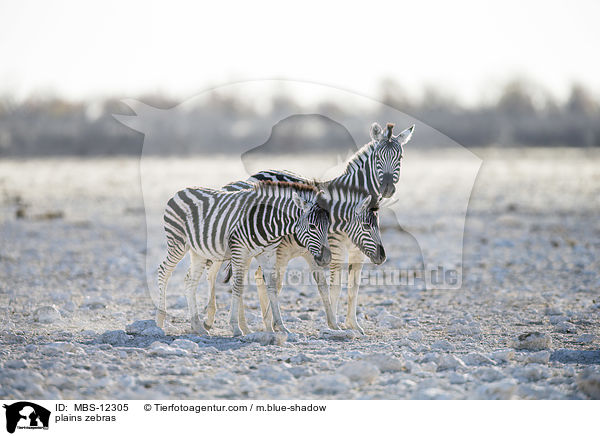 plains zebras / MBS-12305