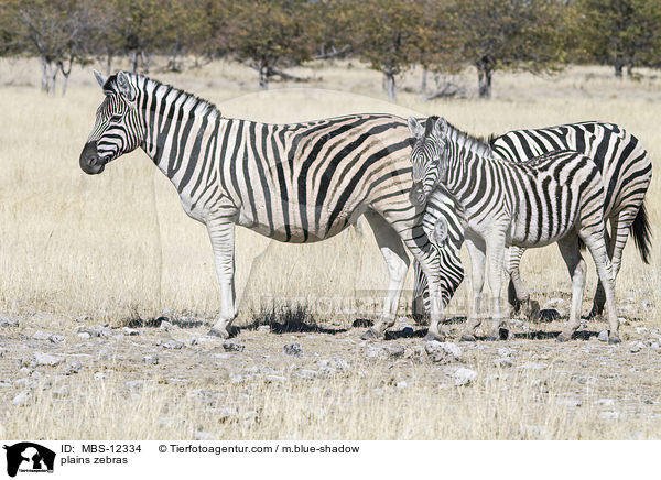 plains zebras / MBS-12334
