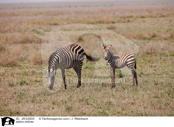 plains zebras / JR-02800