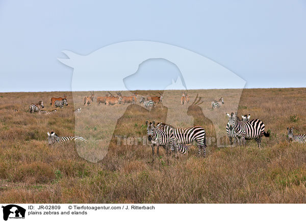 Steppenzebras und Elenantilopen / plains zebras and elands / JR-02809