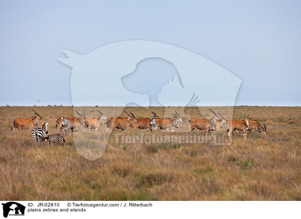 plains zebras and elands / JR-02810