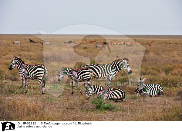 Steppenzebras und Elenantilopen / plains zebras and elands / JR-02812