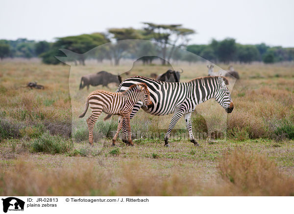 plains zebras / JR-02813