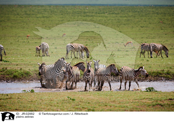 plains zebras / JR-02882