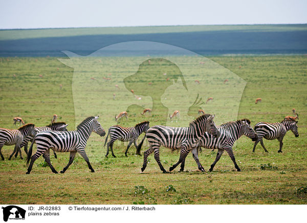 plains zebras / JR-02883