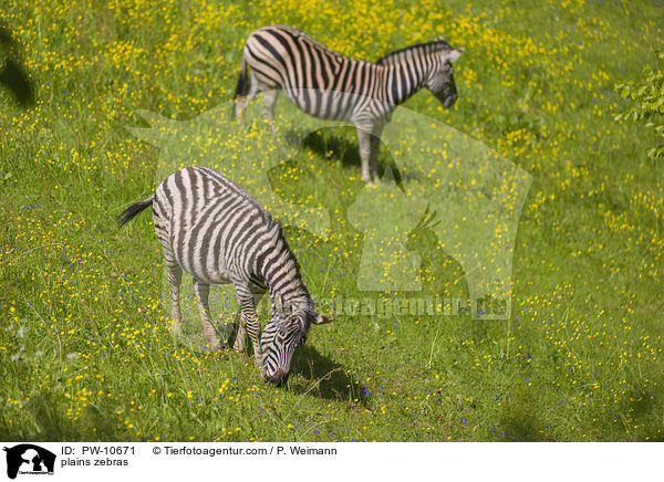 plains zebras / PW-10671
