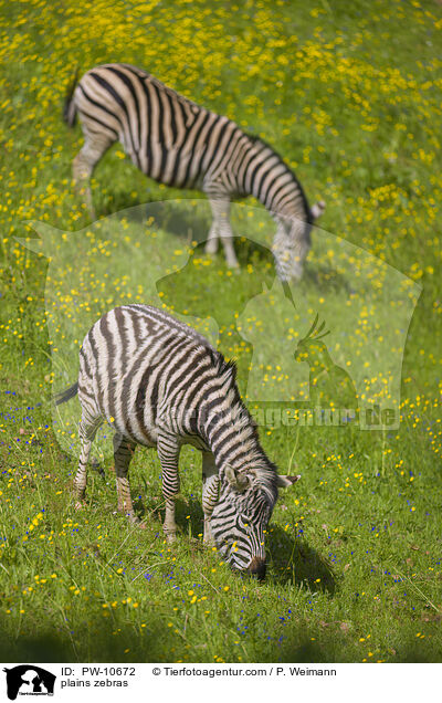 plains zebras / PW-10672