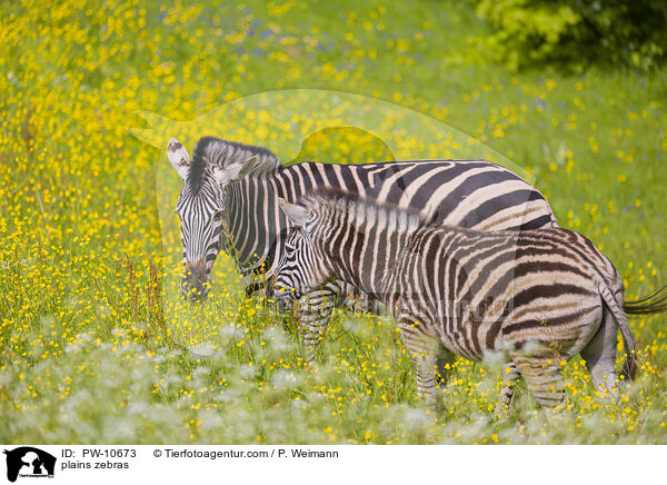 plains zebras / PW-10673