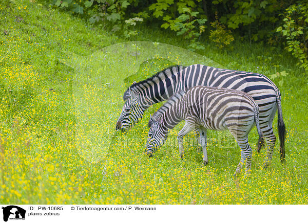 plains zebras / PW-10685