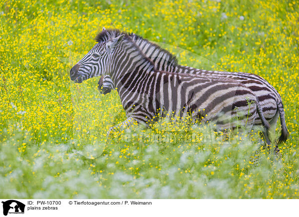 plains zebras / PW-10700