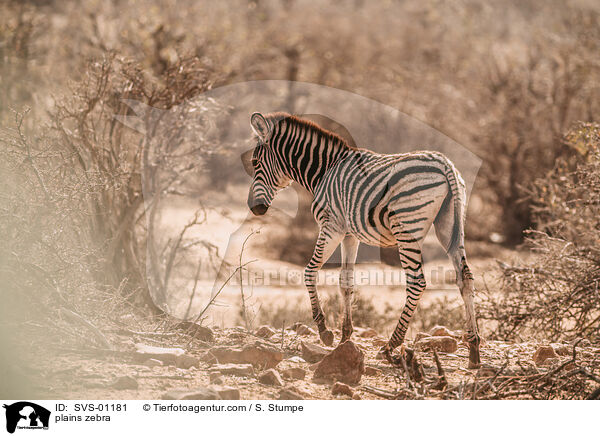 Steppenzebra / plains zebra / SVS-01181