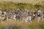 plains zebras