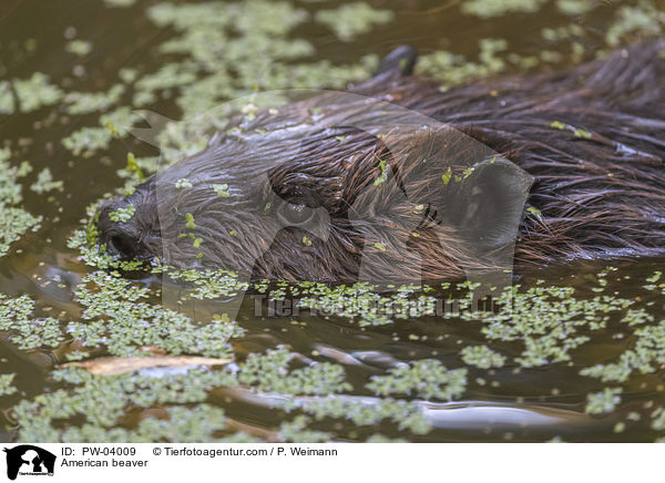 Kanadischer Biber / American beaver / PW-04009