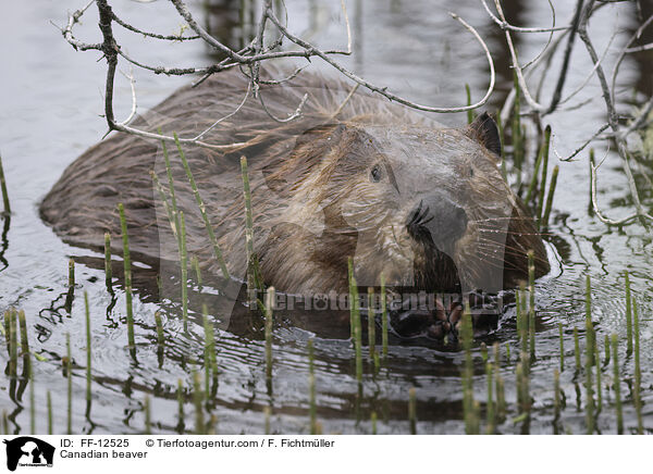 Kanadischer Biber / Canadian beaver / FF-12525