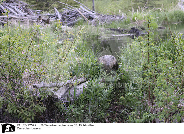 Kanadischer Biber / Canadian beaver / FF-12529