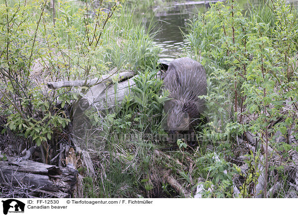Kanadischer Biber / Canadian beaver / FF-12530