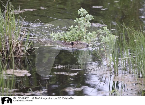 Kanadischer Biber / Canadian beaver / FF-12537