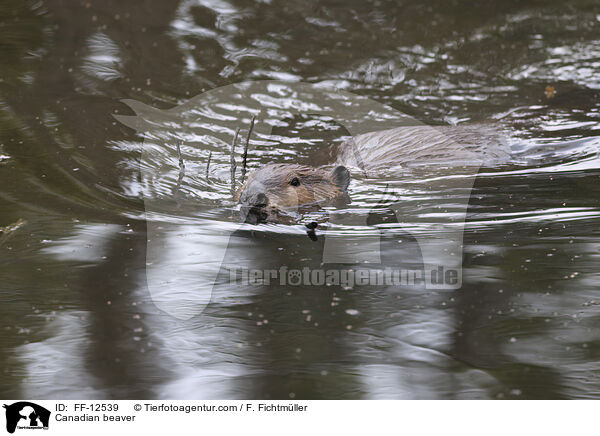 Kanadischer Biber / Canadian beaver / FF-12539