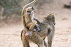 chacma baboon