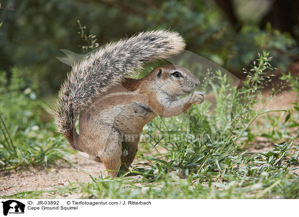 Kap-Borstenhrnchen / Cape Ground Squirrel / JR-03892