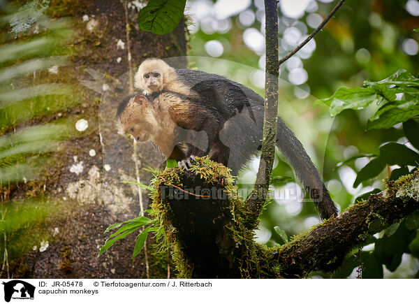 Kapuzineraffen / capuchin monkeys / JR-05478