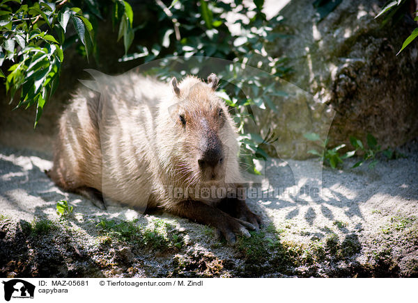 capybara / MAZ-05681