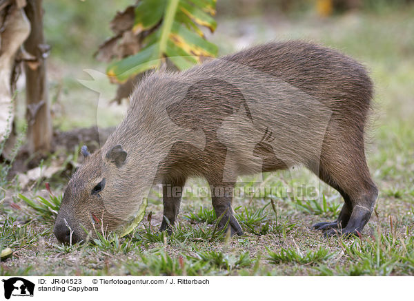 standing Capybara / JR-04523