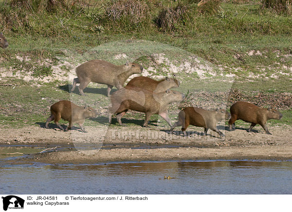 walking Capybaras / JR-04581