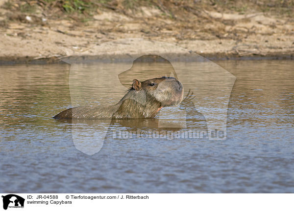swimming Capybara / JR-04588