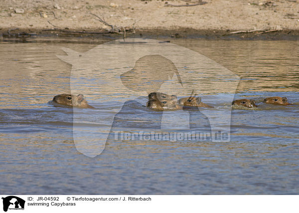 swimming Capybaras / JR-04592