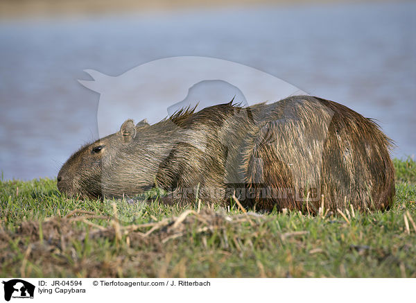 lying Capybara / JR-04594