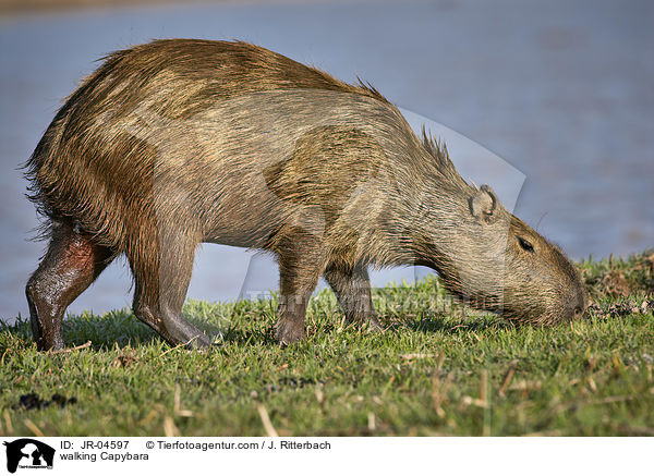walking Capybara / JR-04597