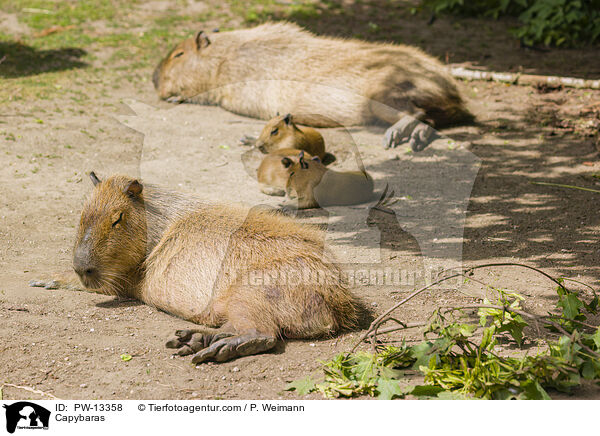 Capybaras / PW-13358
