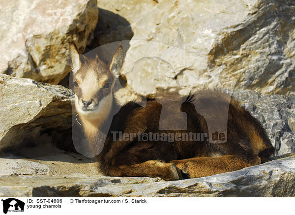 young chamois / SST-04606