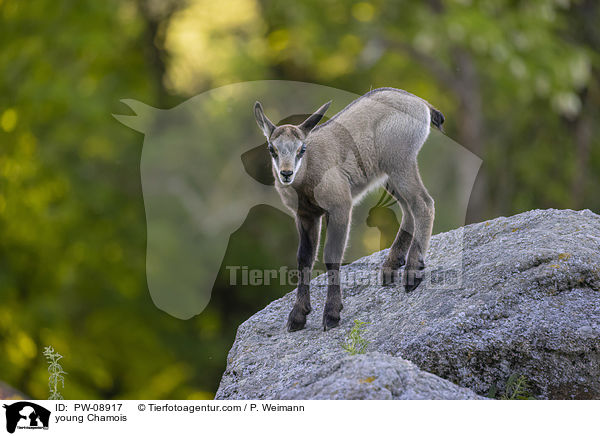 young Chamois / PW-08917