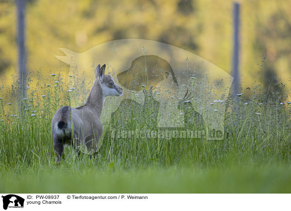 young Chamois / PW-08937