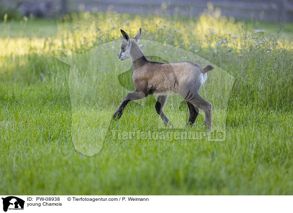 young Chamois / PW-08938